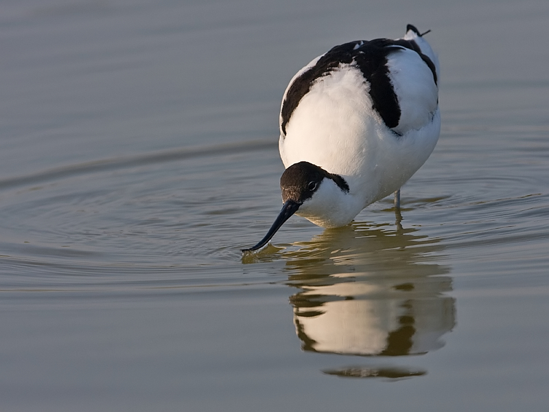 Recurvirostra avosetta Kluut Avocet